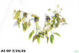 Crypt Blassii_Cryptocoryne_Aquarium Plant For Sale