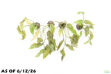 Crypt Blassi_Cryptocoryne_Aquarium Plant For Sale