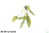 Crypt Blassi_Cryptocoryne_Aquarium Plant For Sale