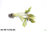 Crypt Blassii_Cryptocoryne_Aquarium Plant For Sale