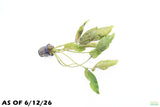 Crypt Blassi_Cryptocoryne_Aquarium Plant For Sale
