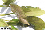 Crypt Blassii_Cryptocoryne_Aquarium Plant For Sale