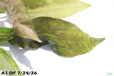 Crypt Blassii_Cryptocoryne_Aquarium Plant For Sale