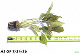 Crypt Blassii_Cryptocoryne_Aquarium Plant For Sale