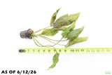 Crypt Blassi_Cryptocoryne_Aquarium Plant For Sale