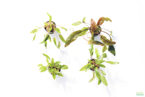 Crypt Hole Aquarium Plants For Sale_Cryptocoryne_crypt