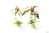Crypt Hole Combo_POTTED_Cryptocoryne_Aquarium Plant For Sale
