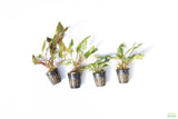 Crypt Hole Combo_POTTED_Cryptocoryne_Aquarium Plant For Sale