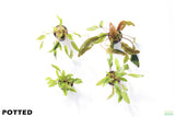 Crypt Hole Combo_POTTED_Cryptocoryne_Aquarium Plant For Sale