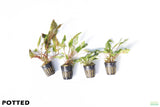 Crypt Hole Combo_POTTED_Cryptocoryne_Aquarium Plant For Sale