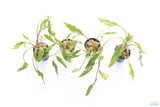 Crypt Lutea_Cryptocoryne_Aquarium Plant For Sale