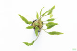 Crypt Lutea_Cryptocoryne_Aquarium Plant For Sale
