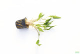 Crypt Lutea_Cryptocoryne_Aquarium Plant For Sale