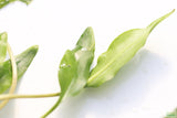 Crypt Lutea_Cryptocoryne_Aquarium Plant For Sale