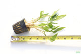 Crypt Lutea_Cryptocoryne_Aquarium Plant For Sale