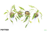 Crypt Lutea_Cryptocoryne_Aquarium Plant For Sale