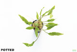 Crypt Lutea_Cryptocoryne_Aquarium Plant For Sale