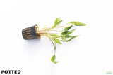 Crypt Lutea_Cryptocoryne_Aquarium Plant For Sale
