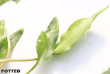 Cryptocoryne lutea (POTTED)