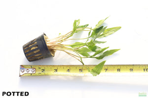 Crypt Lutea_Cryptocoryne_Aquarium plants_Aquarium plant for sale