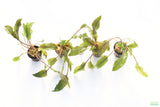 Crypt Mioya_Cryptocoryne_Aquarium Plant For Sale