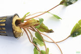 Crypt Mioya_Cryptocoryne_Aquarium Plant For Sale
