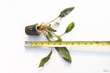 Crypt Mioya_Cryptocoryne_Aquarium Plant For Sale