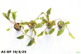 Crypt Mioya_Cryptocoryne_Aquarium Plant For Sale