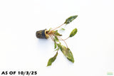 Crypt Mioya_Cryptocoryne_Aquarium Plant For Sale