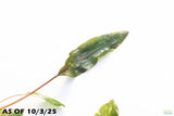 Crypt Mioya_Cryptocoryne_Aquarium Plant For Sale