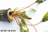 Crypt Mioya_Cryptocoryne_Aquarium Plant For Sale