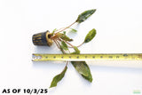 Crypt Mioya_Cryptocoryne_Aquarium Plant For Sale
