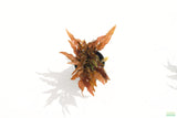 Crypt Mioya_Cryptocoryne_Fully Converted_Aquarium Plant For Sale