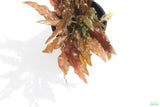 Crypt Mioya_Cryptocoryne_Fully Converted_Aquarium Plant For Sale