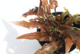 Crypt Mioya_Cryptocoryne_Fully Converted_Aquarium Plant For Sale