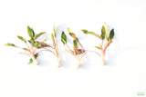 Crypt Petchii_Cryptocoryne_Aquarium plant for sale
