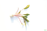 Crypt Petchii_Cryptocoryne_Aquarium plant for sale