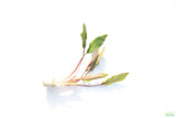 Crypt Petchii_Cryptocoryne_Aquarium plant for sale