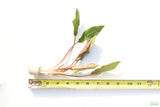 Crypt Petchii_Cryptocoryne_Aquarium plant for sale