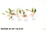 Crypt Petchii_Cryptocoryne_Aquarium plant for sale