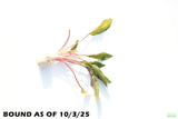 Crypt Petchii_Cryptocoryne_Aquarium plant for sale