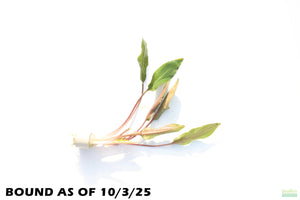 Cryptocoryne Petchii_Aquarium Plant For Sale