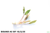 Crypt Petchii_Cryptocoryne_Aquarium plant for sale