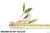 Crypt Petchii_Cryptocoryne_Aquarium plant for sale