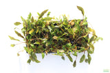 Crypt Petchii_Cryptocoryne_Aquarium plant for sale