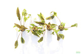 Crypt Petchii_Cryptocoryne_Aquarium plant for sale