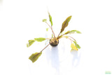 Crypt Petchii_Cryptocoryne_Aquarium plant for sale