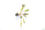 Crypt Petchii_Cryptocoryne_Aquarium plant for sale