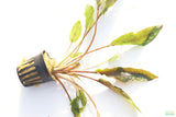 Crypt Petchii_Cryptocoryne_Aquarium plant for sale