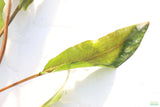 Crypt Petchii_Cryptocoryne_Aquarium plant for sale